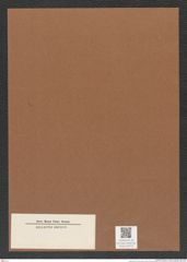 Diatomeae indet. Zeichnungen Sammlung Grunow Mappe 03722 (Herbarium_W_Grunow_drawings_Folder_03722)